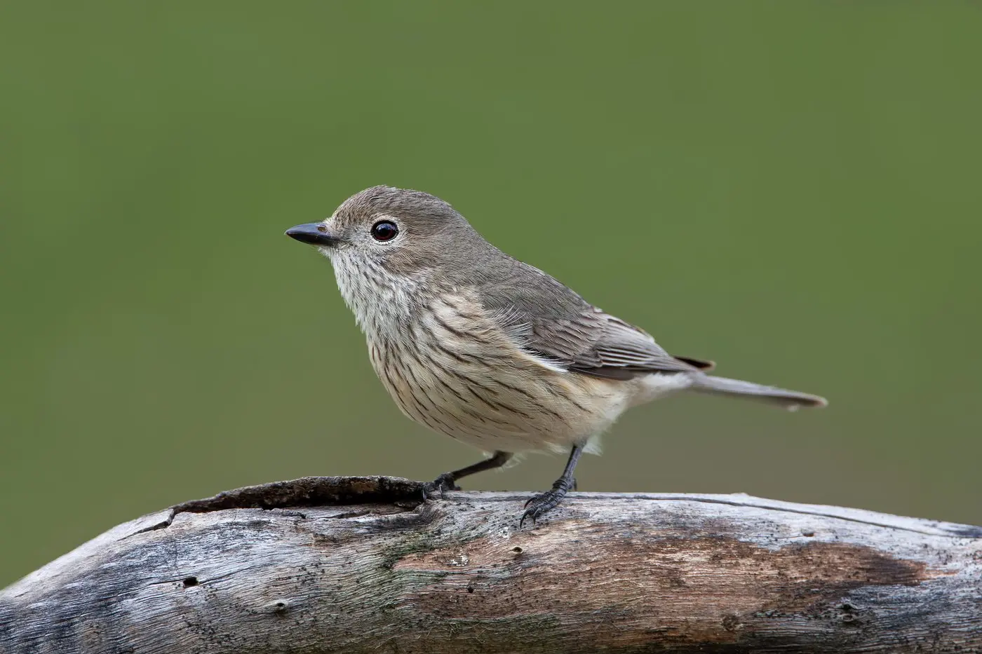 SONG BIRD: A female Rufous Whistler. PHOTO: Chris Tzaros (Birds Bush and Beyond).