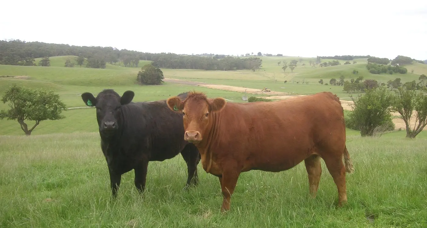 Workshop focus on productivity gains for cattle, sheep producers