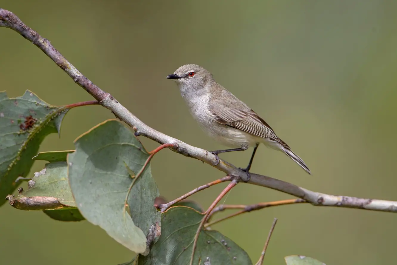 AT REST: A rare moment where a Western Gerygone sits still on a sapling branch, one of their favoured places to feed. PHOTO: Chris Tzaros (Birds Bush and Beyond)
