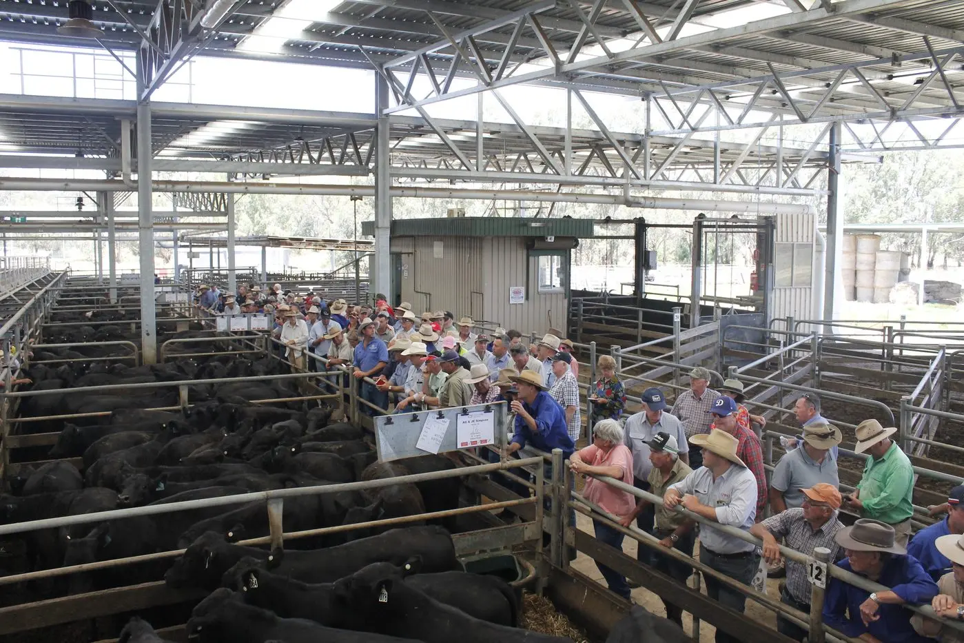 HOPING FOR HIGHER PRICES: Better seasonal weather conditions than forecast has restored optimism in the cattle market, with two large sales coming up on January 2 and 4 at Wangaratta Livestock Exchange.