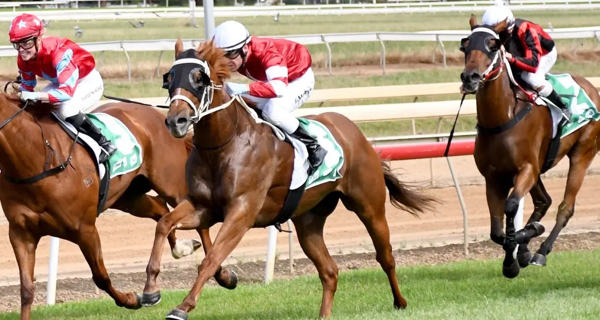 Local horses on show for cup day meet