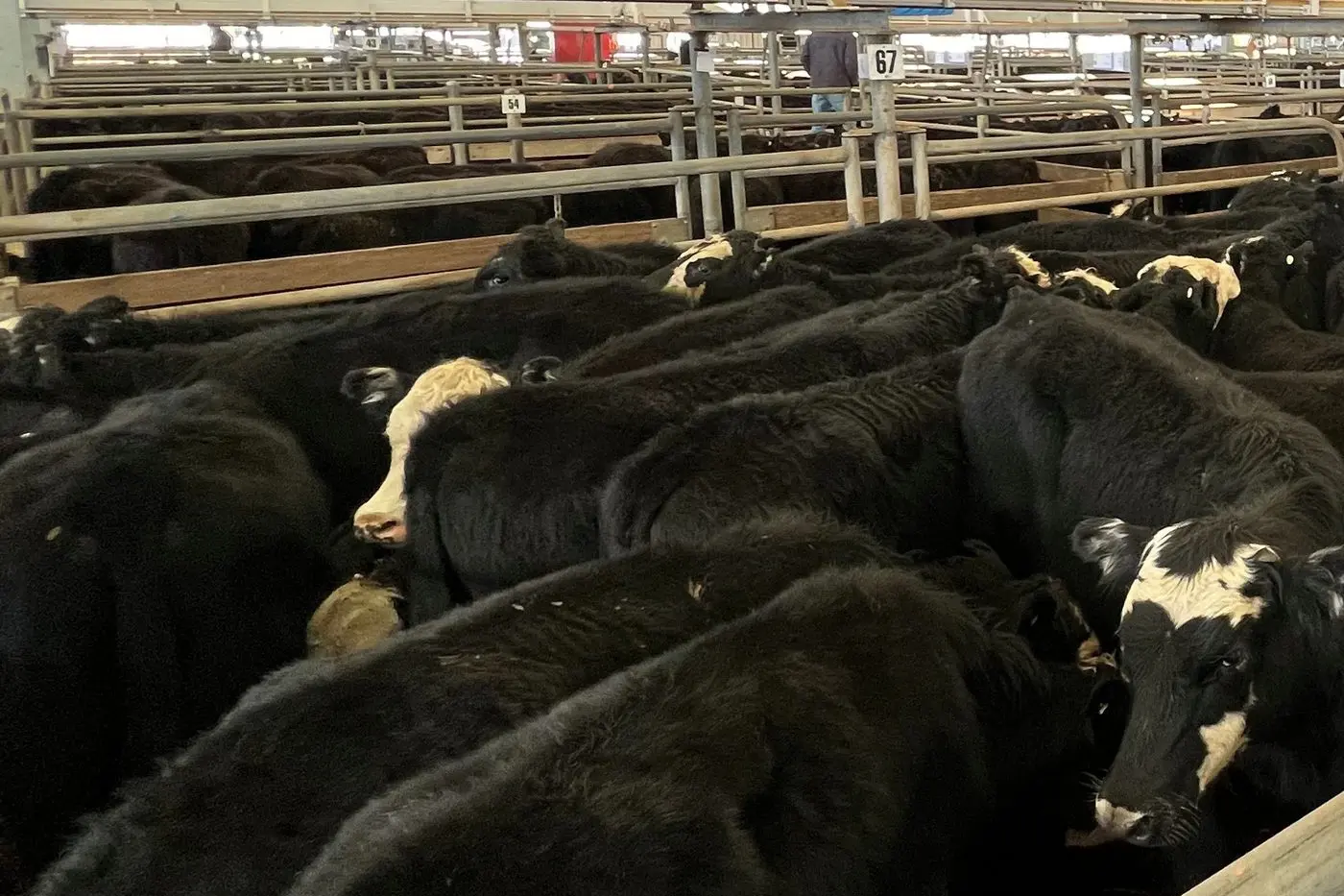 PRICES LIFT: Lighter cattle saw a significant lift in prices at Wangaratta\\'s monthly store sale last Thursday.