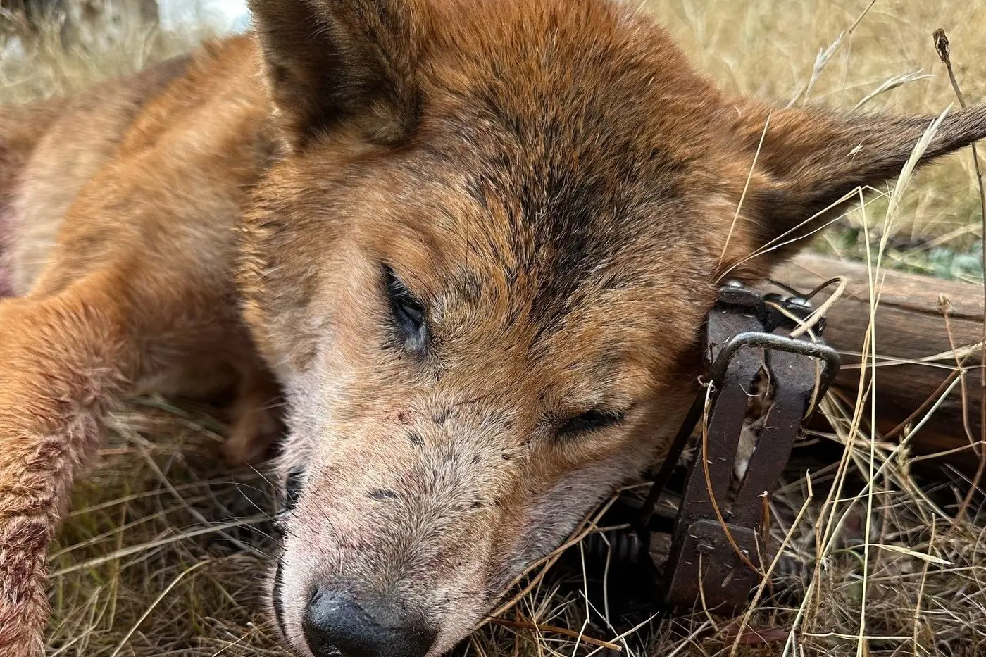 OLD DOGS: One of seven wild dogs killed over a period of two weeks at the Booroolite property of sheep farmer Steve Marshall.
