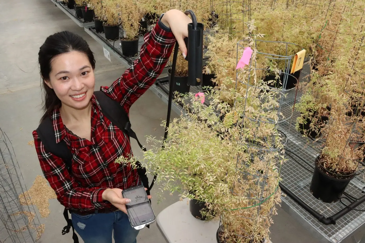 NEW AGE HARVESTING: PhD student Danielle Tang is conducting pulse crop sensor research using satellite imagery and senser cameras.