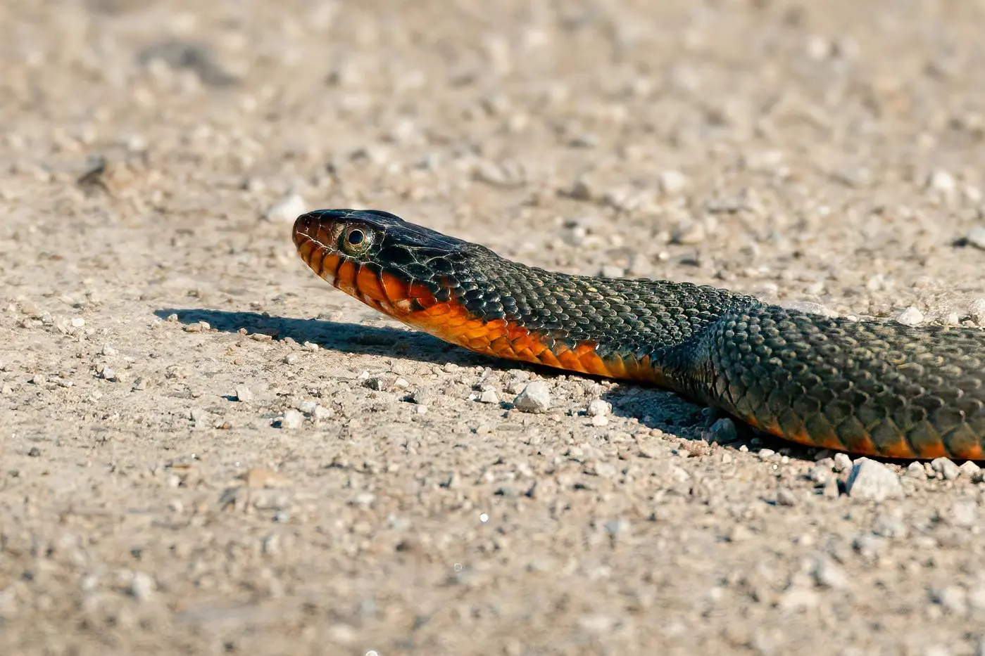 ON THE MOVE: After winter hibernation, spring\\'s warmer weather has snakes on the move.