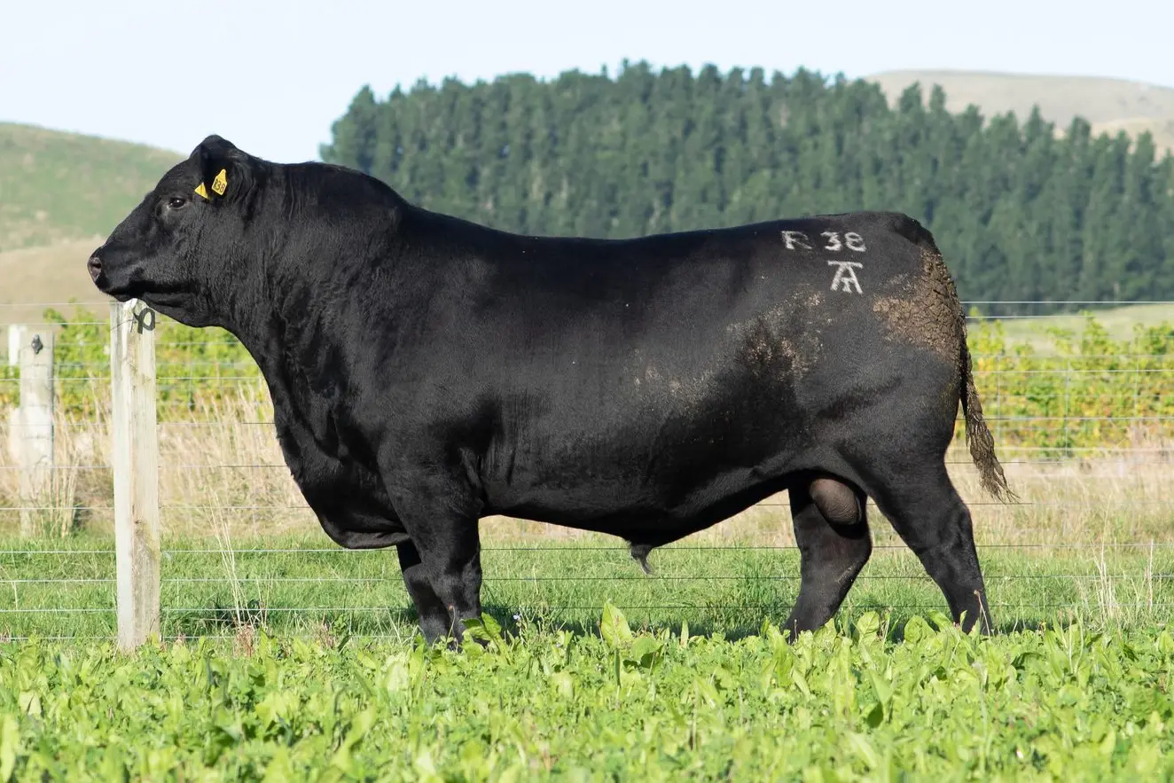 HIGHLY SOUGHT-AFTER: Taimate Roy throws true-to-type Angus character with excellent feet and temperament.
