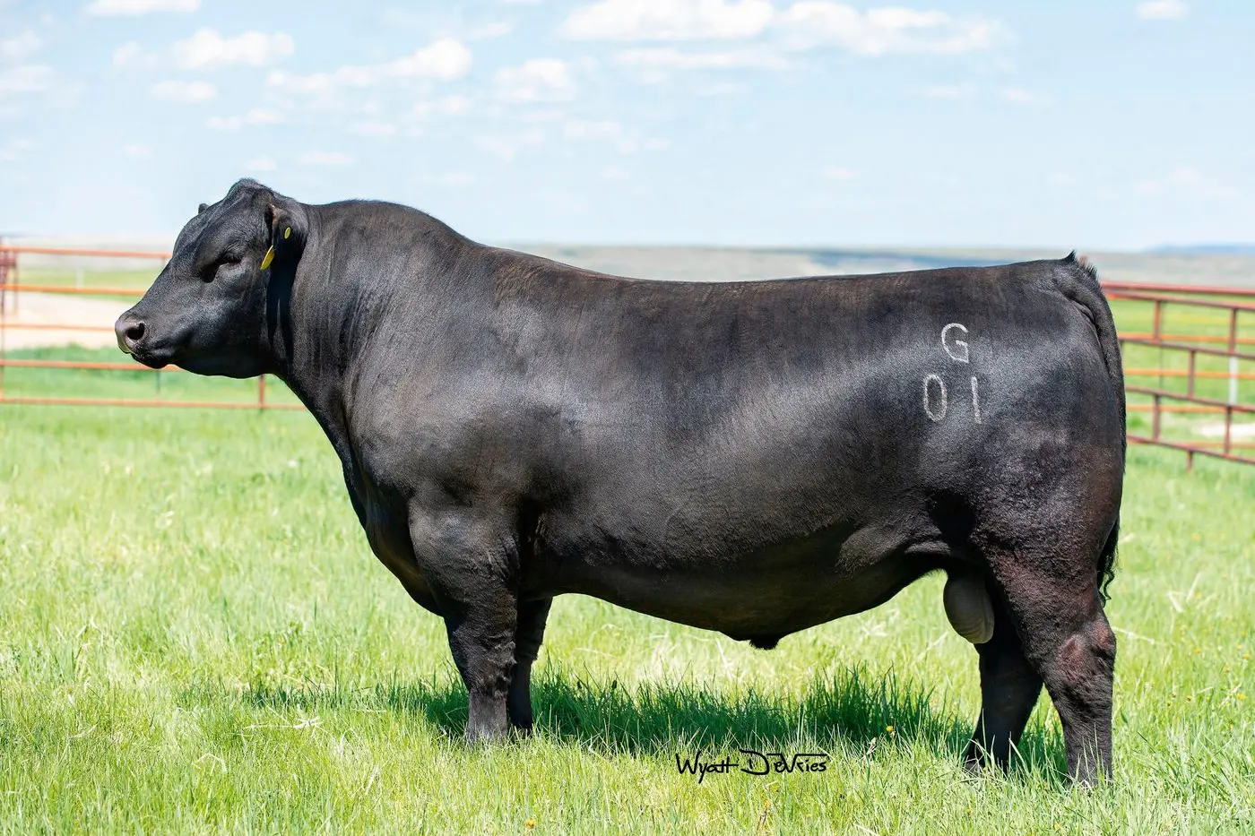 TOP-TIER PEDIGREE: Thirteen Sons of Baldridge SR Goalkeeper will be on offer delivering body mass and outstanding growth performance and docility.