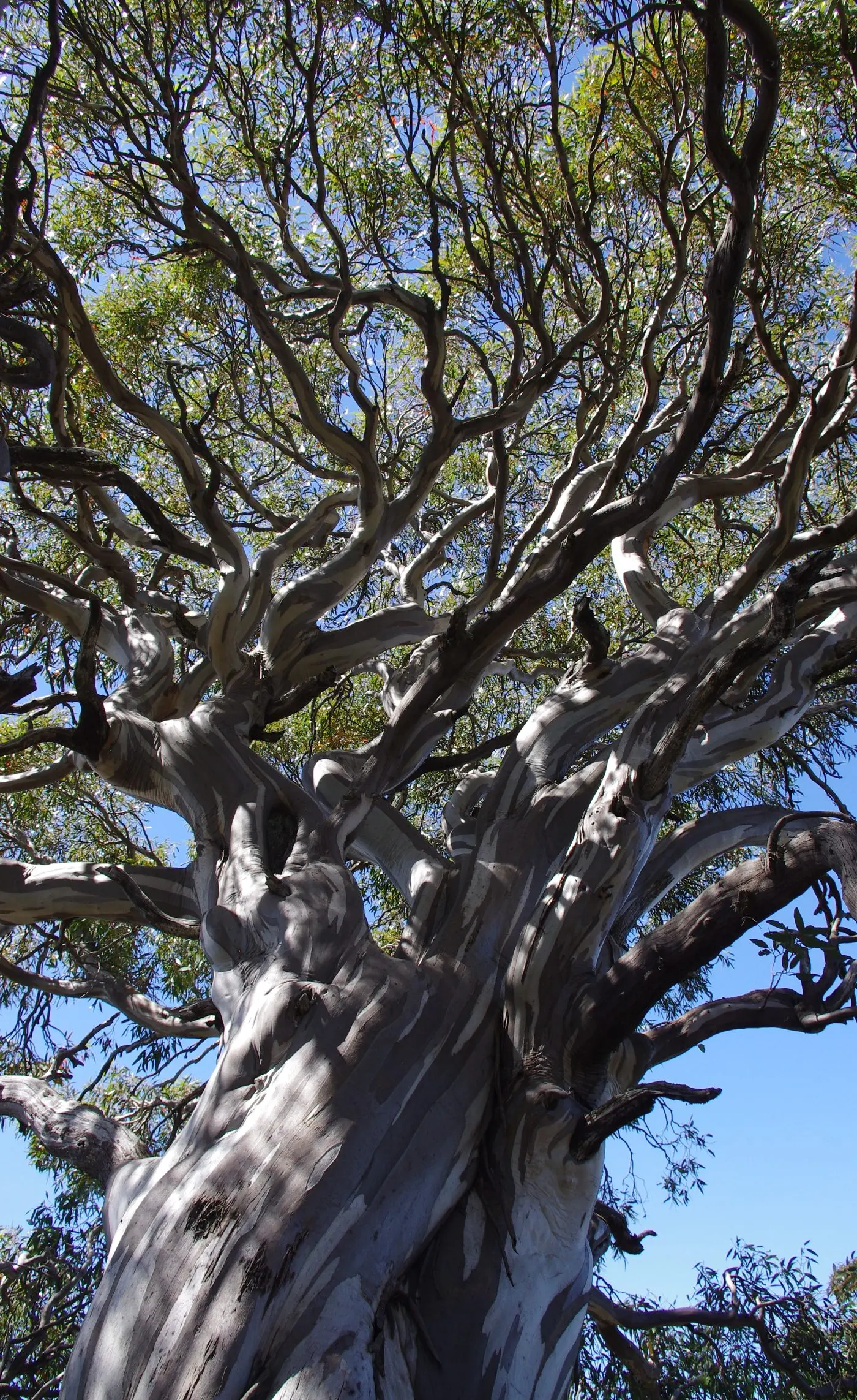 TANGLED BRANCHES: Friends of the Earth believe government intervention is needed to help snow gums survive the threat of dieback and forest fires. PHOTO: Cam Walker, Friends of the Earth