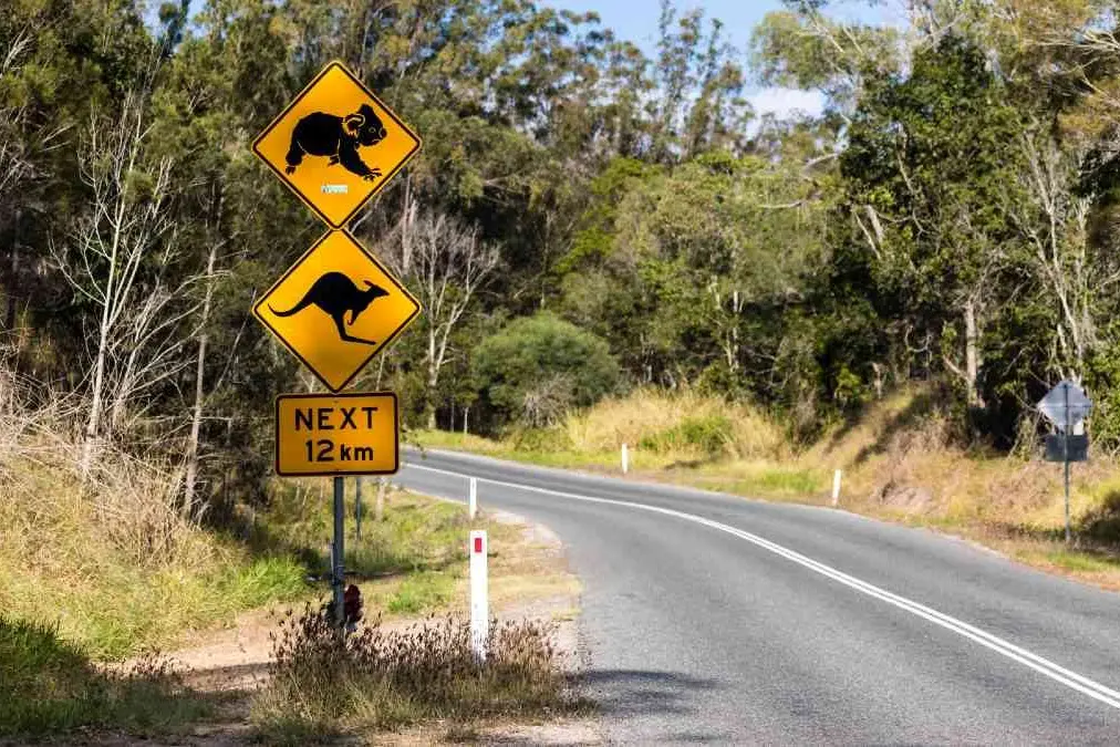 STAY ALERT: Motorists who may encounter wildlife on the roads are being urged to be cautious, particularly at dawn and dusk. Picture: Getty Images