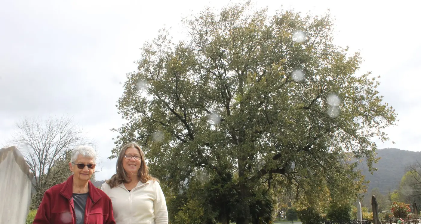 Himalayan Oak in Bright shortlisted for Victorian Tree of the Year