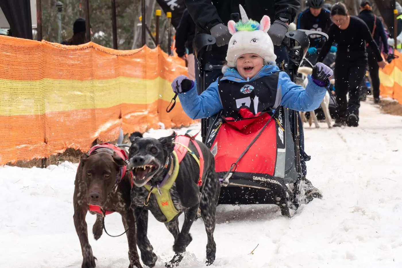 Sled Rotties A perfect day for a sled dog event, just!