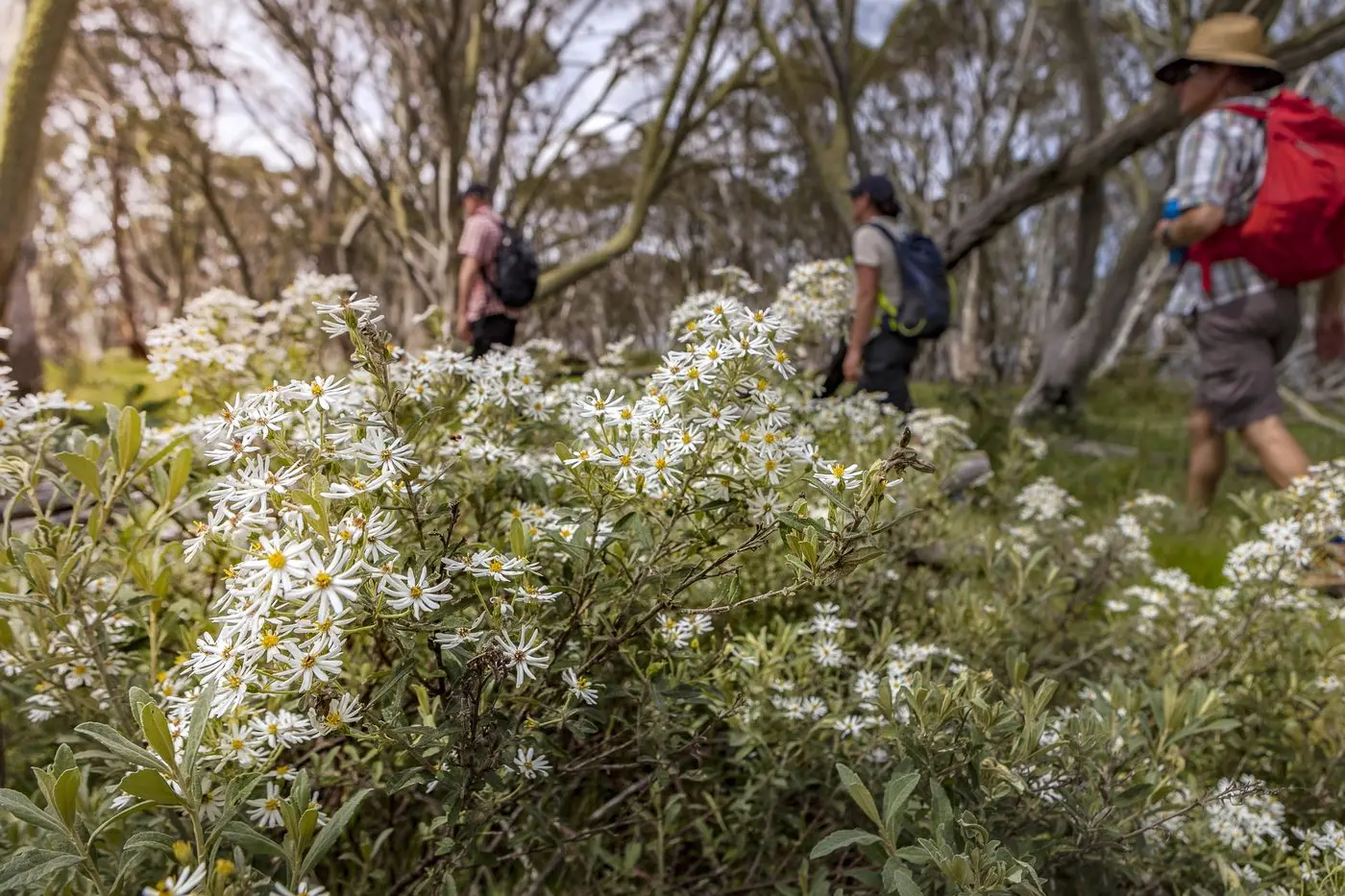 HIKING SEASON: Spend your summer exploring Mt Hotham\\'s variety of trails and bushwalks.