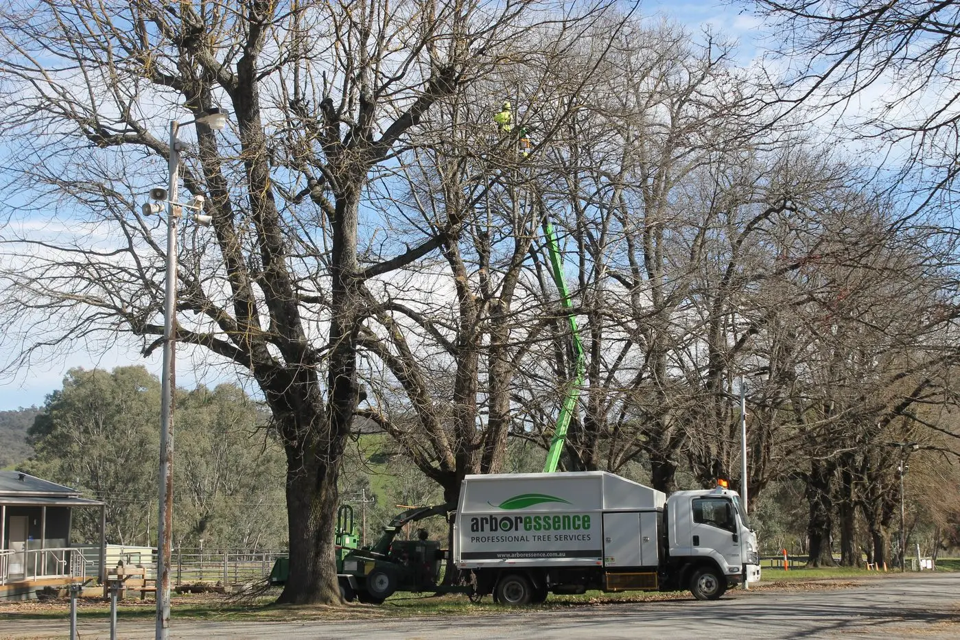 SPRING-READY SPRUCE-UP: Arborists from Arboressence worked diligently to remove problem branches along the avenue at Myrtleford Recreation Reserve. PHOTO: Phoebe Morgan