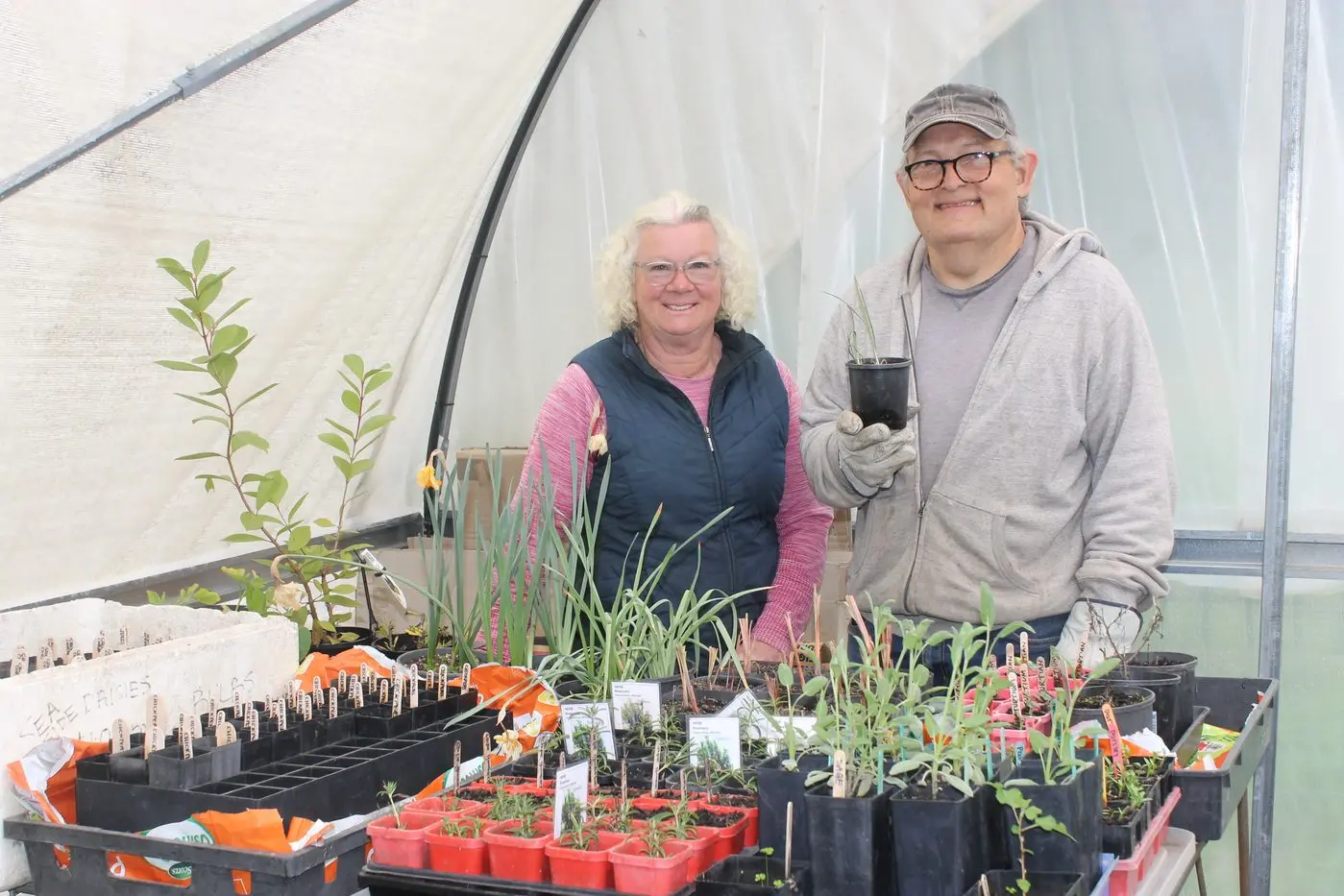 GREEN THUMBS GET READY FOR THE SHOW: Myrtleford Community Garden volunteers Therese Graham and Paul Reser dropped by the greenhouse to organise the seedlings for this year\\'s stall. PHOTOS: Phoebe Morgan