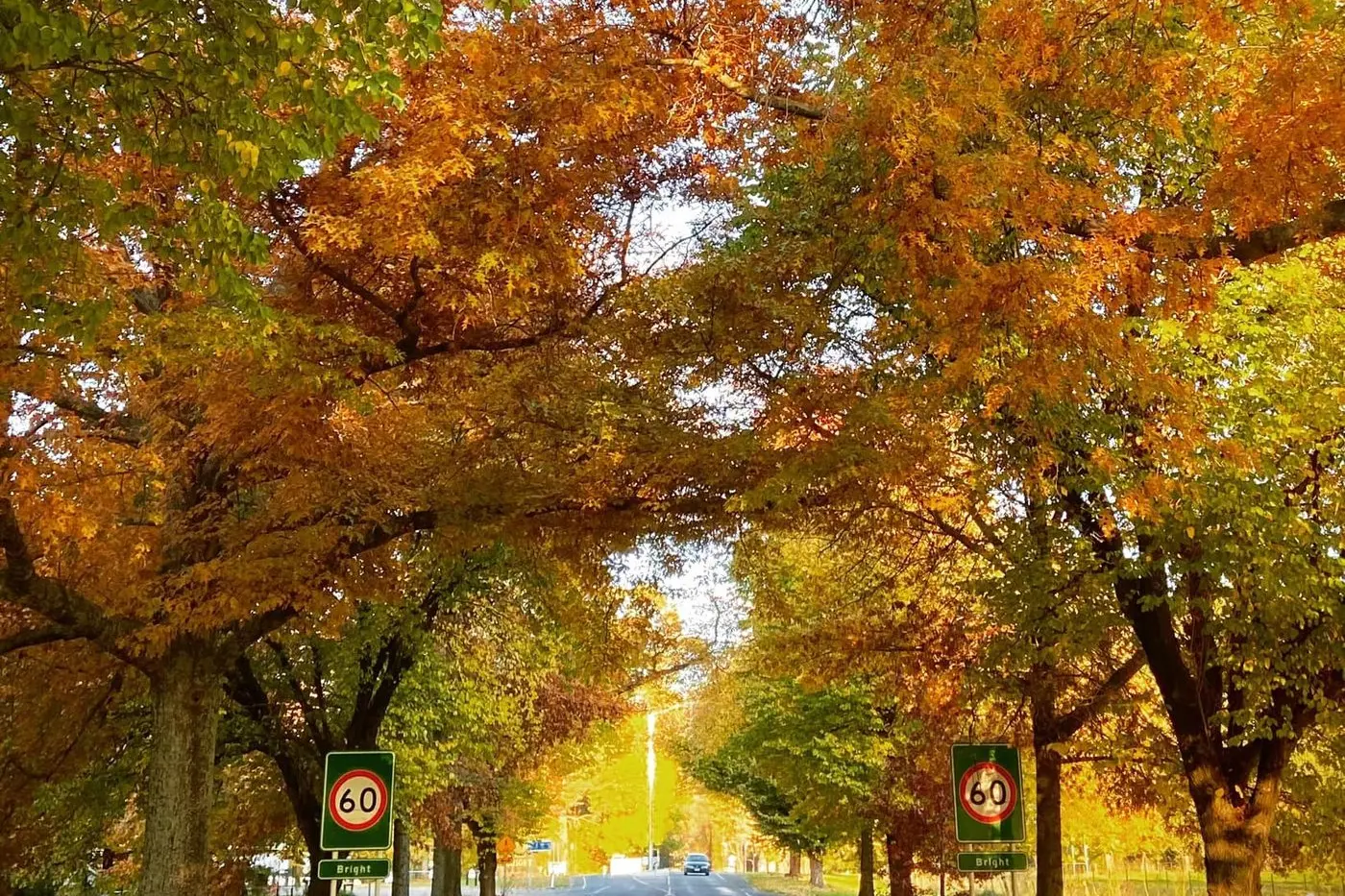 HERITAGE MOVE: Council wants Bright\\'s avenue of trees offered future protection with heritage listing.