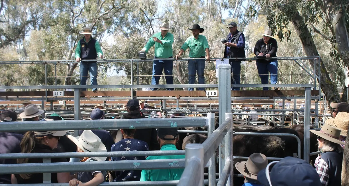 Myrtleford's Spring Cattle Sale brings in over $1,500,000 to local region
