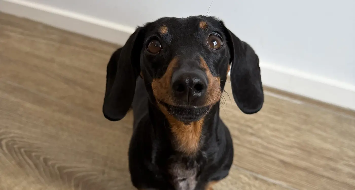 Dachshund Derby and Oktoberfest ready to take Mount Beauty by storm