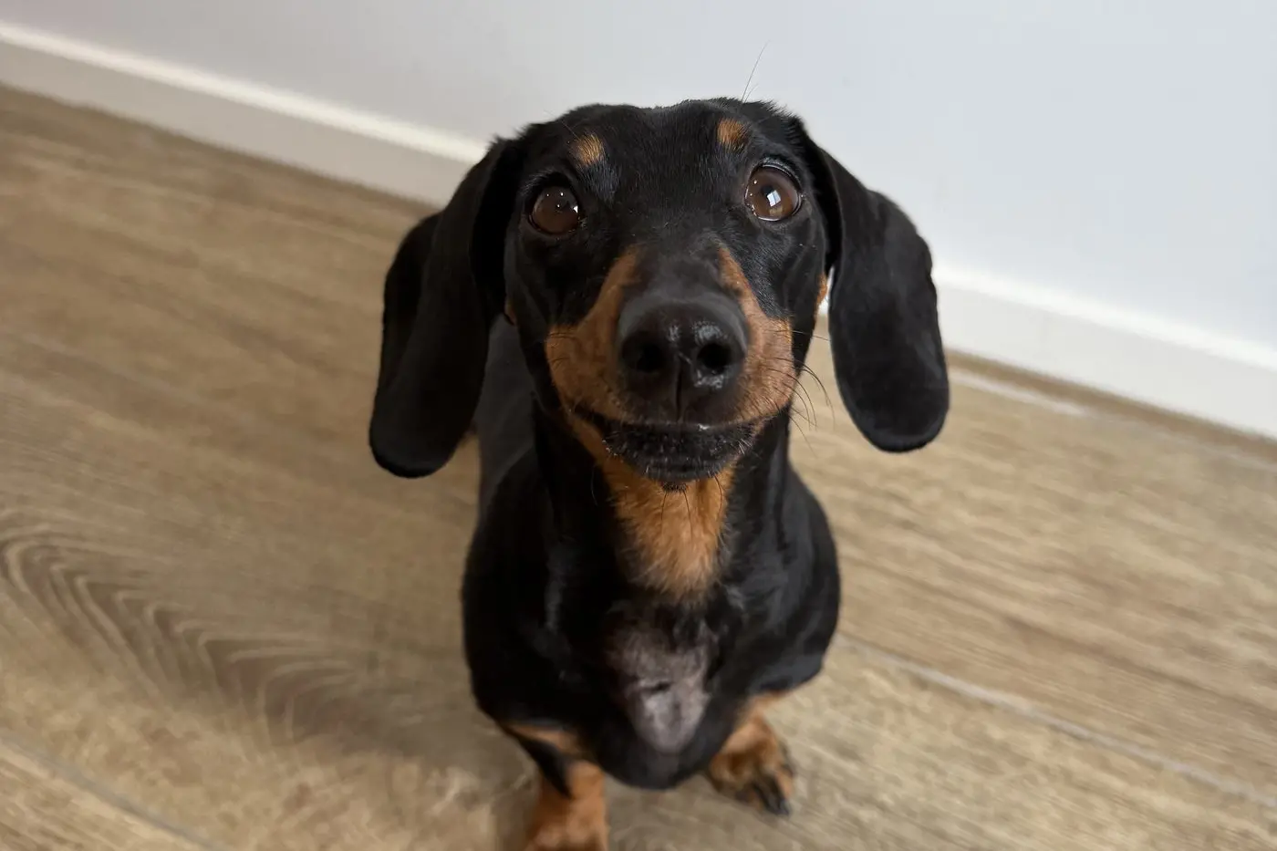 SAUSAGE DOG SATURDAY: Kangaroo Island survivor, Valerie, will be the celebrity guest at the Dachshund Derby and Oktoberfest celebrations in Mount Beauty this Saturday. 