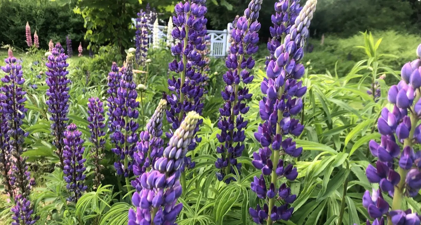 Be asthma-ready this spring