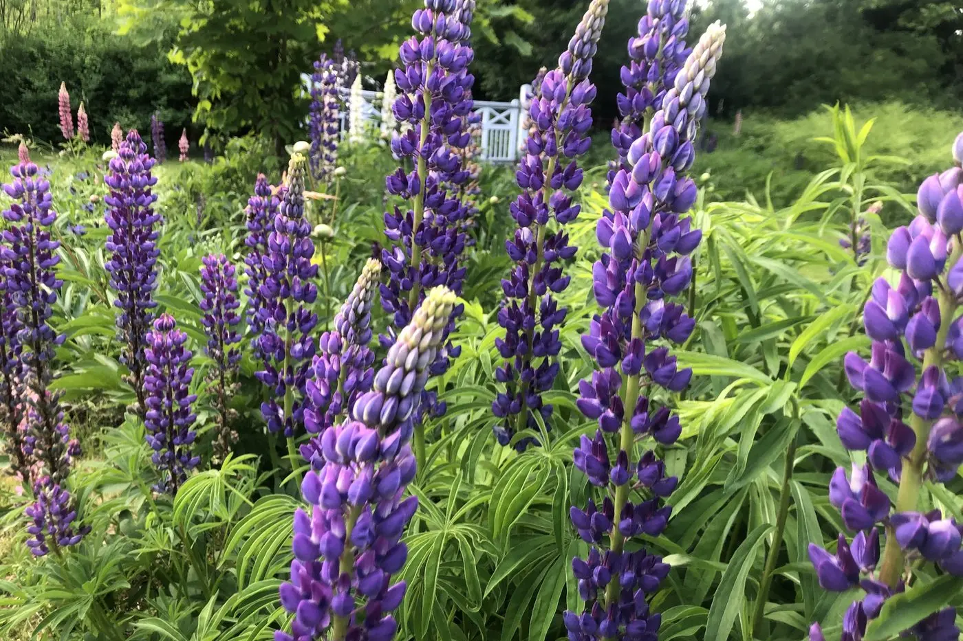 KEEP ALERT FOR SYMPTOMS: Ambulance Victoria wants asthmatics to have their asthma plan ready for spring as pollen levels start to climb. PHOTO: Andy Wilson