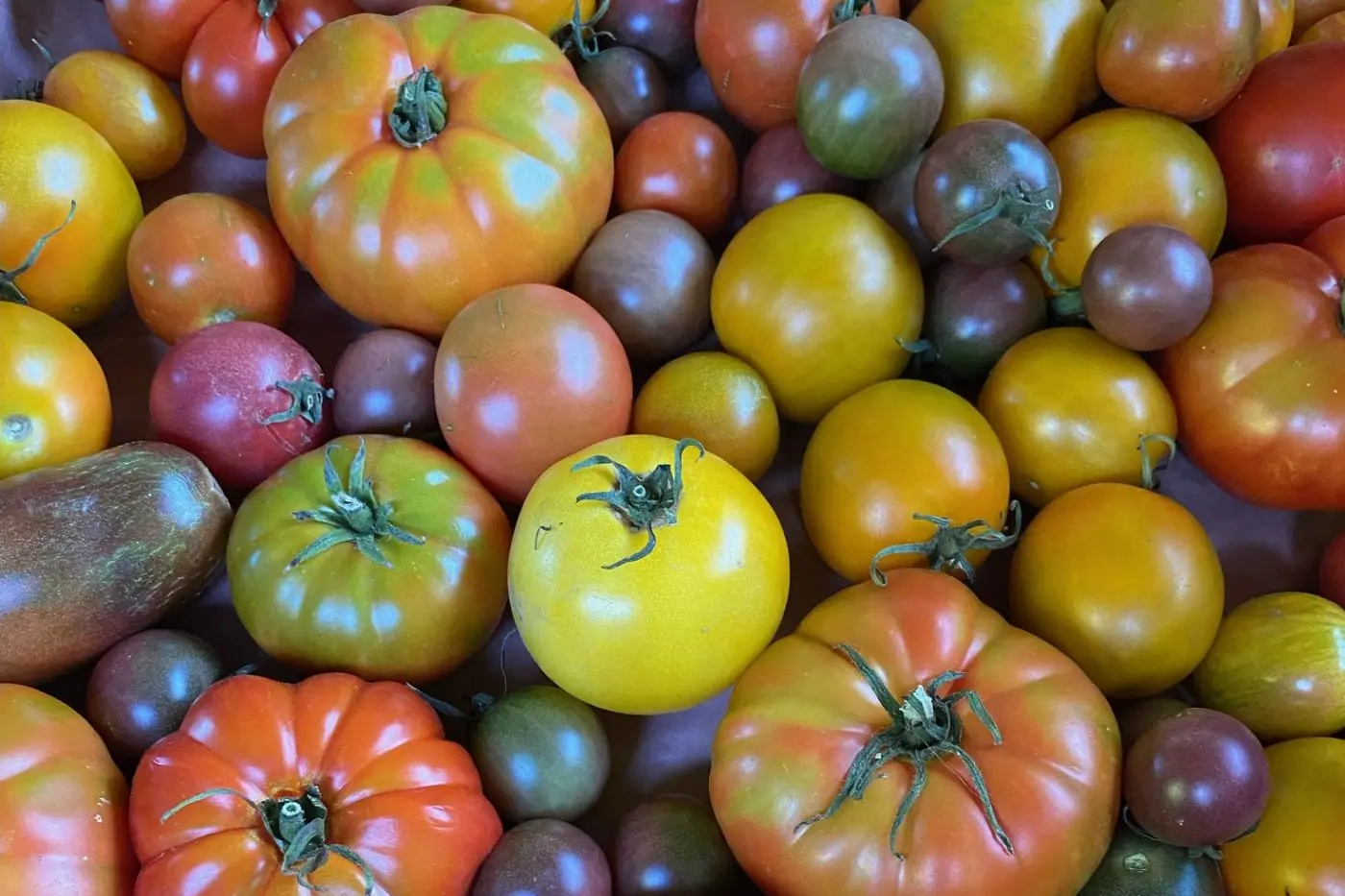 PLOUGH IN AND WALK AWAY: A recent survey found growers not only wanting to leave the sector but were continually delaying or reducing investment in farm capital, innovation, productivity, and maintenance. PHOTO: Somerset Farm