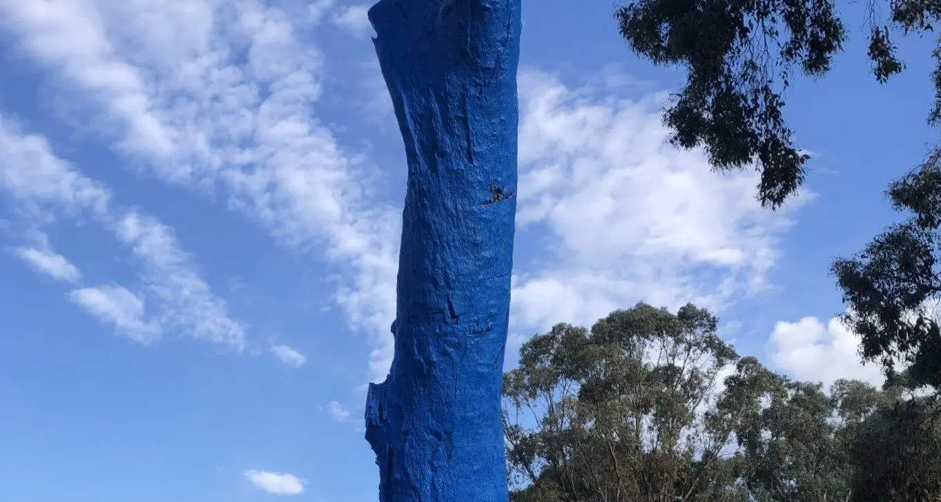 Sun shines on blue tree