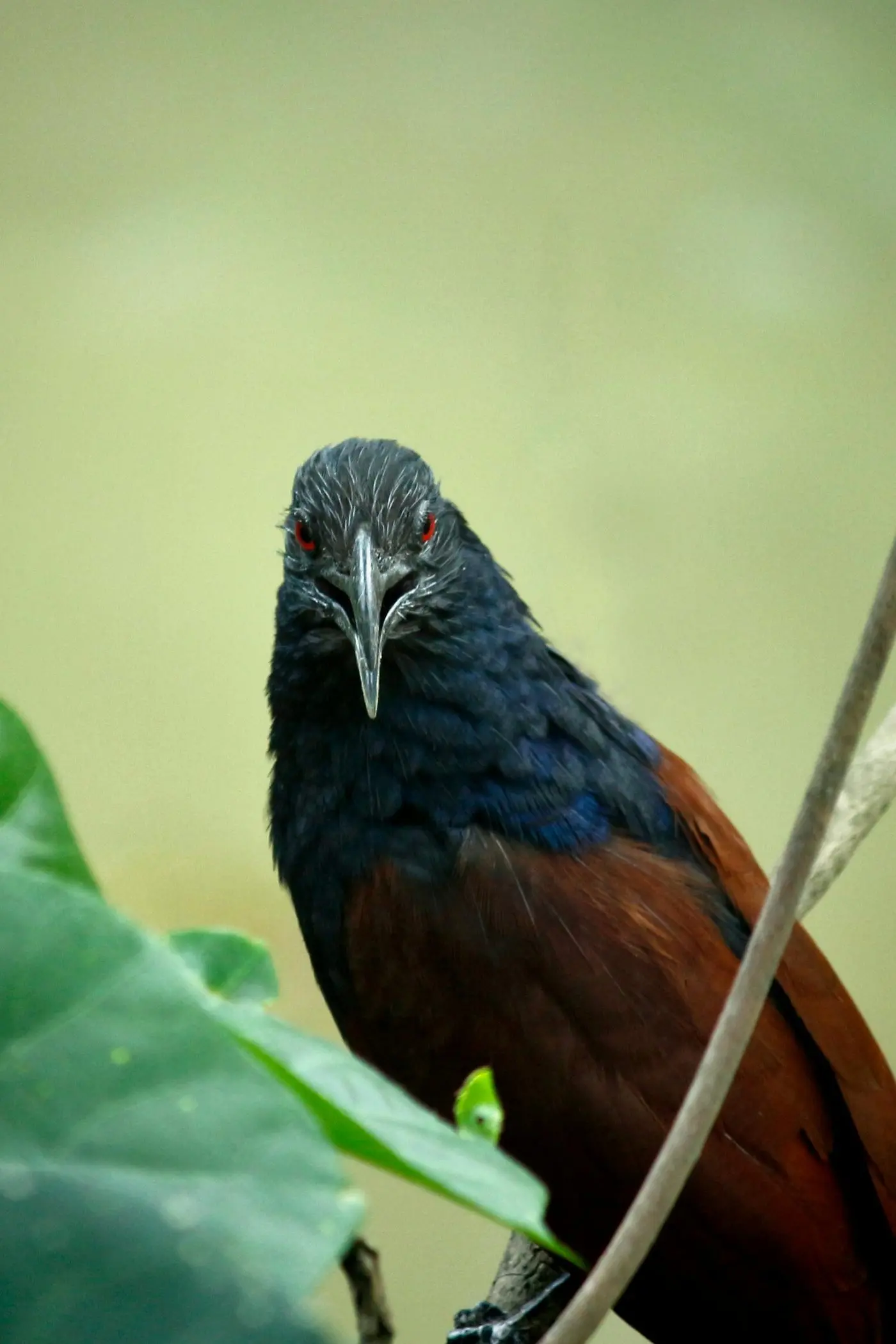 \"KOO, WOOP\": The male pacific koel is incredibly persistent. PHOTO: Nandhu Kumar, Pexels