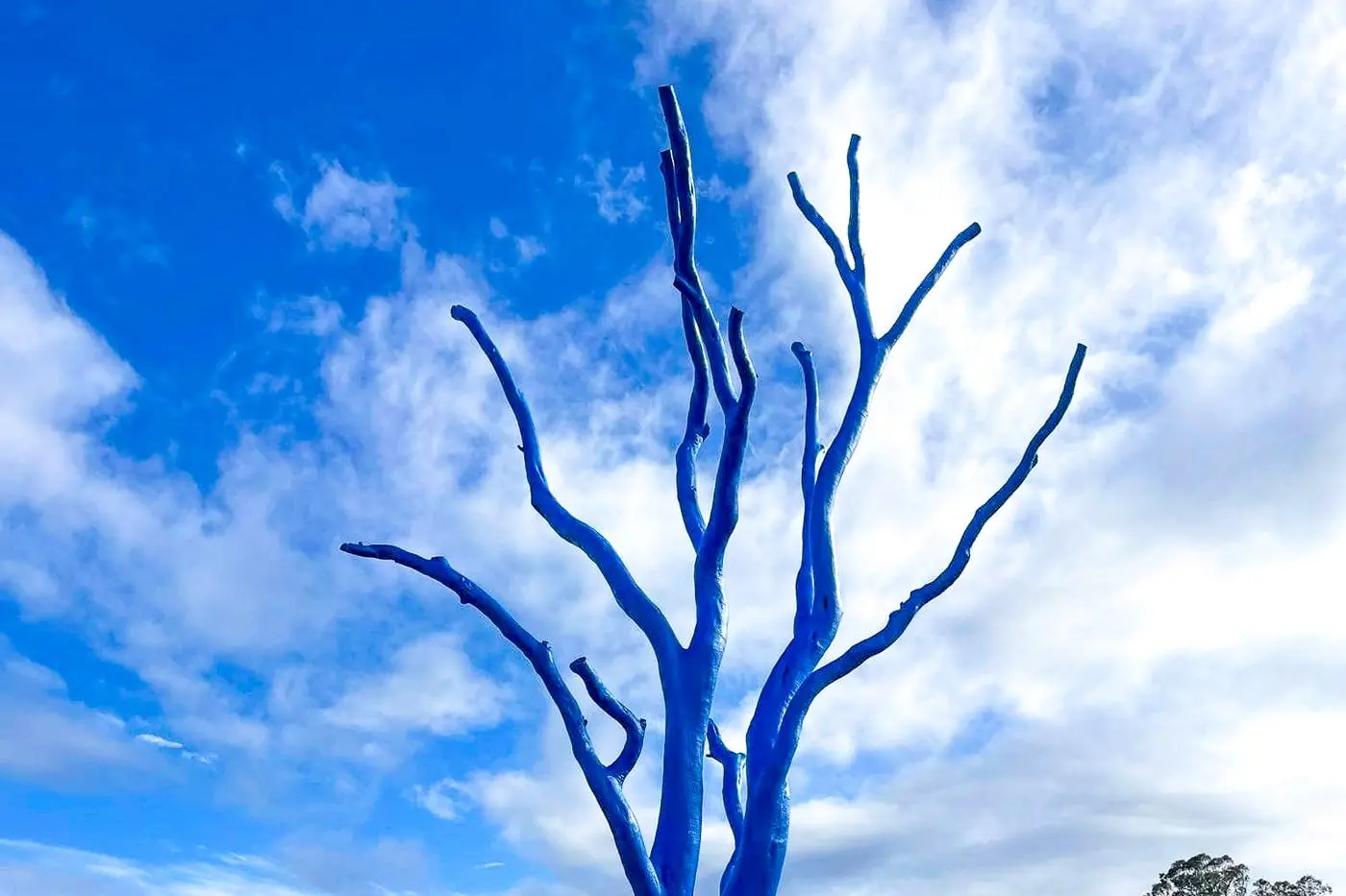 POSTPONED NO MORE: Everyone is welcome to freshen up a tree, in blue, on Friday 19 September.