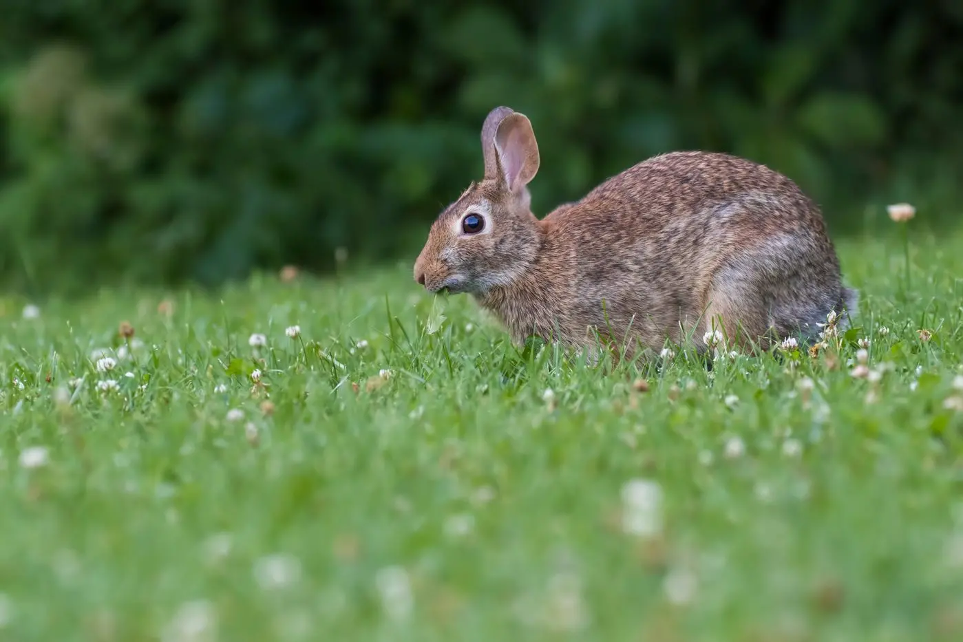 Make it a bad year for rabbits