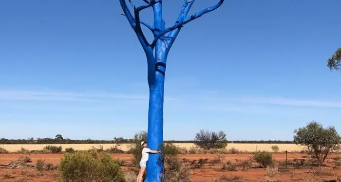 Blue tree paint job dodges the weather