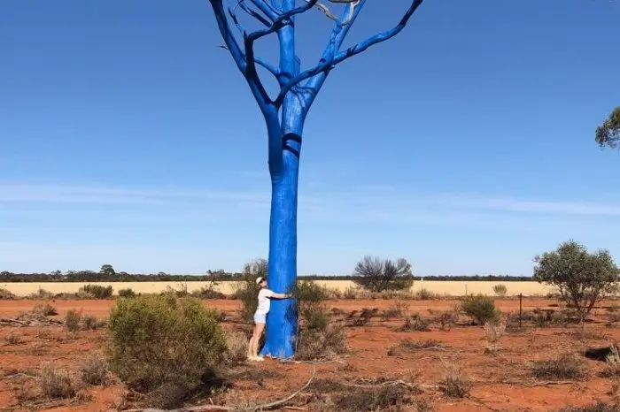 FOURTH TIME LUCKY: Put Thursday, 16 October into your diary and meet opposite the Euroa Saleyards to paint the tree blue from 10:30am.