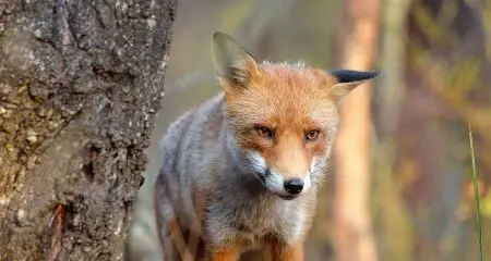 Arb' deals with foxes, miners