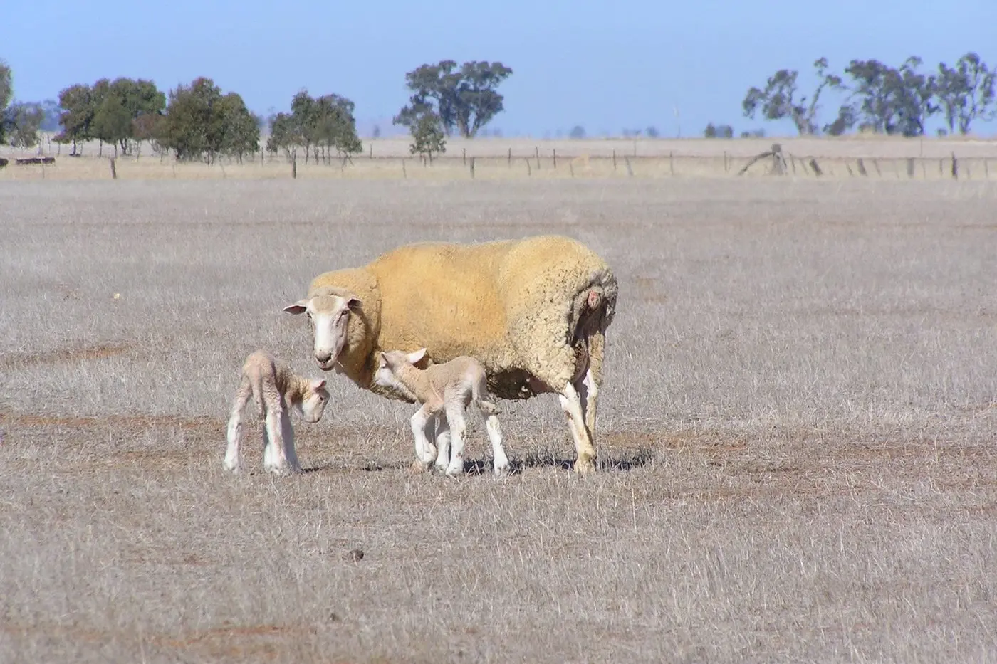 KEEP WELL-NOURISHED: Sheep farmers need to keep any ewes that are bearing twins well fed.
