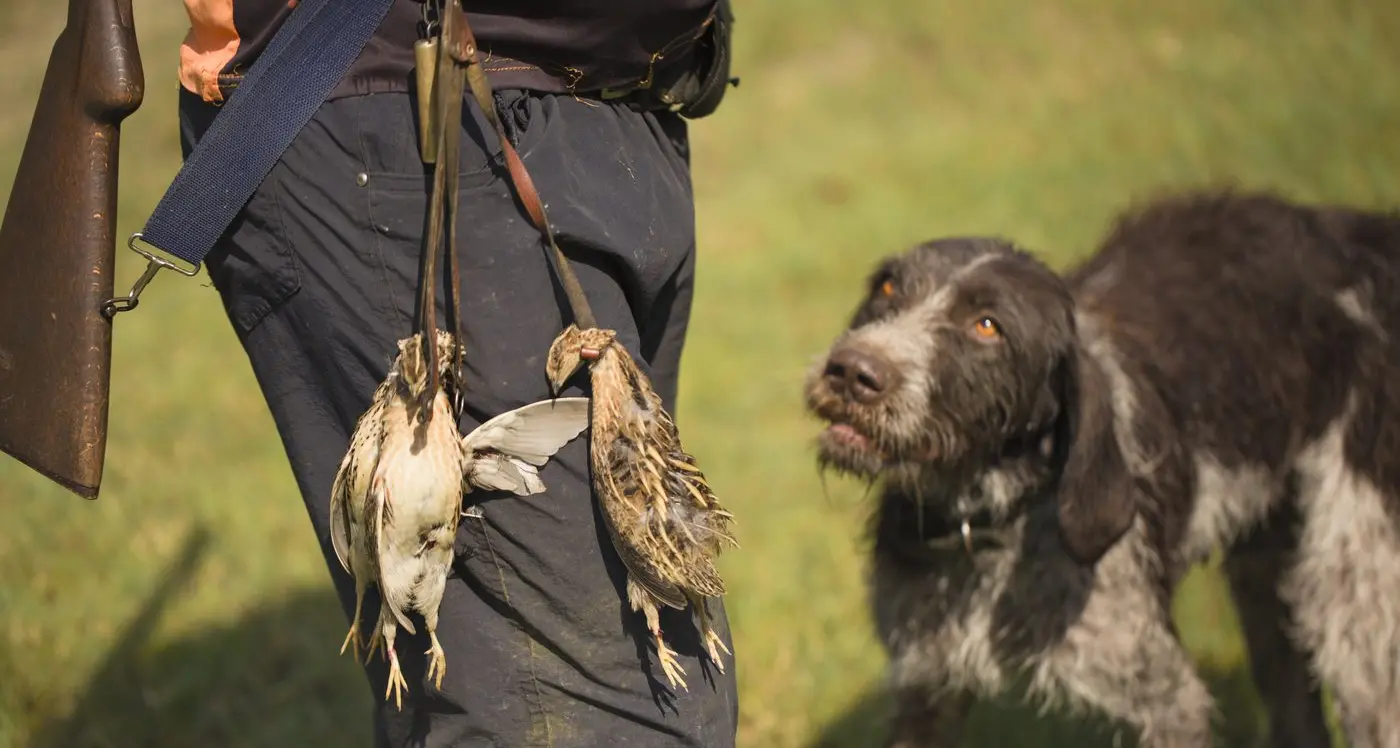 Bird flu restrictions now include hunters