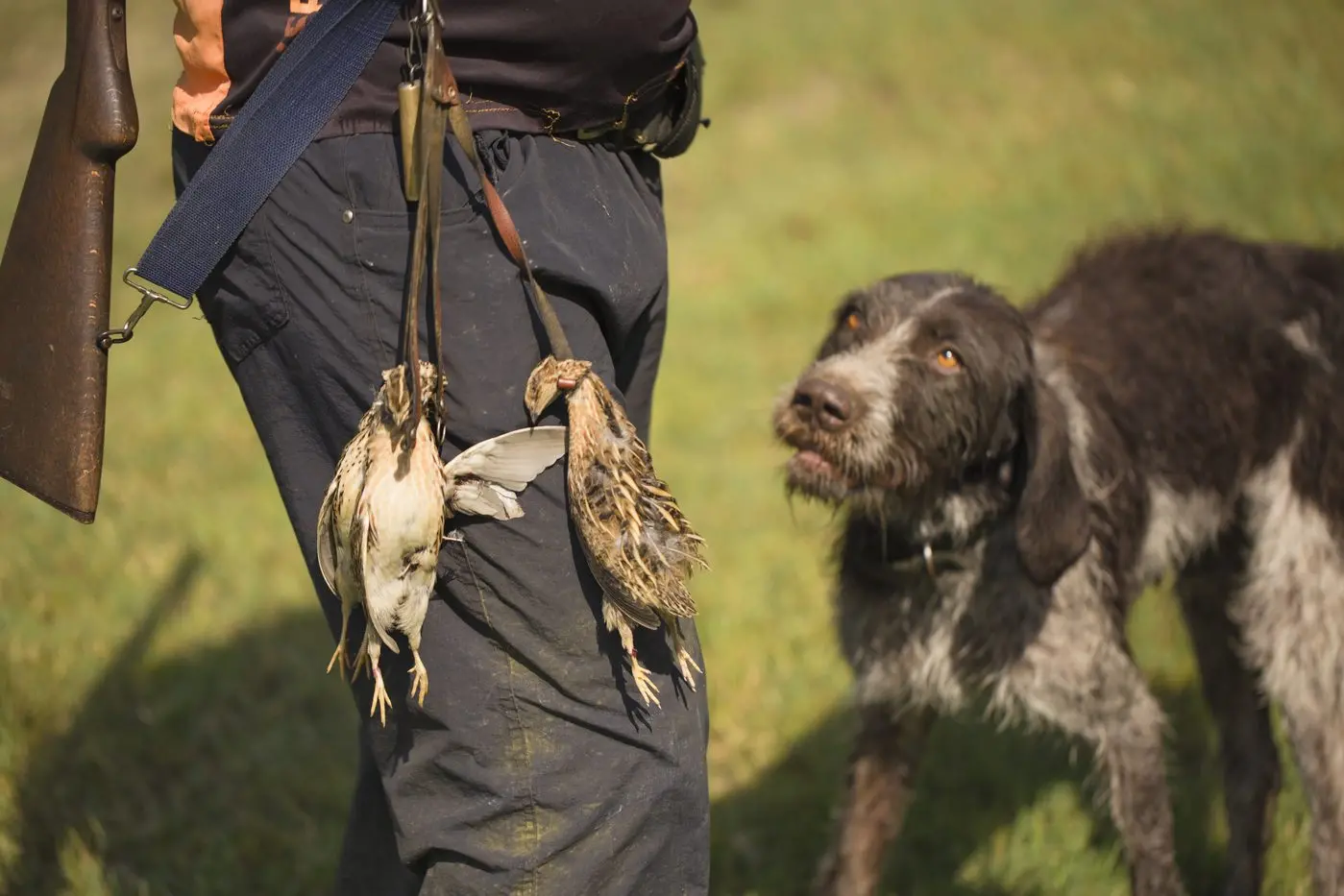 SHOOTERS TO STAY OUT TOO: Recreational game bird hunting is not allowed in Euroa\\'s bird flu restriction and control areas. The hunting season opens on Wednesday, 19 March. 