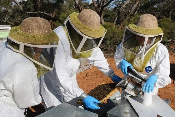 REMAINING VIGILANT: Beekeepers have been urged to continue to monitor for Varroa mite and keep up-to-date with permits, as Agriculture Victoria strengthens it surveillance in response to a detection over the border. 