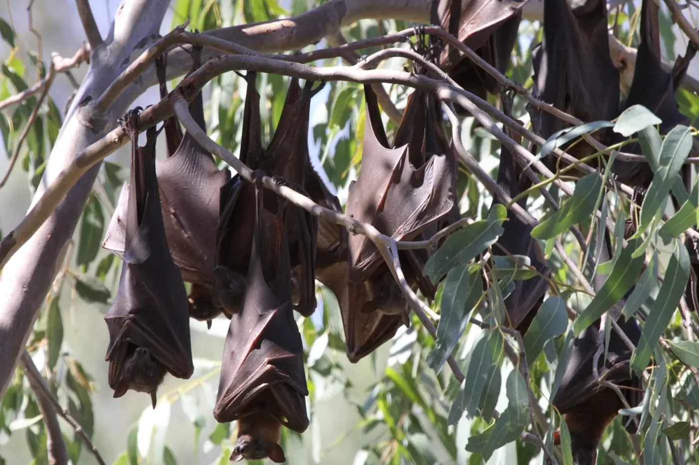 MEGA IMPORTANT: Little Red Flying-fox. PHOTO: Steve Wilson