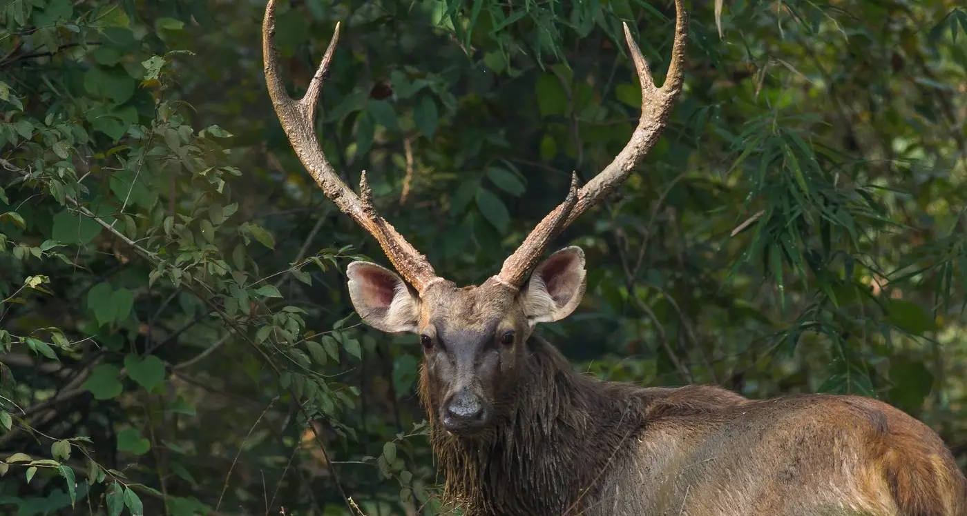 $1m boost for deer hunting, to help cull numbers