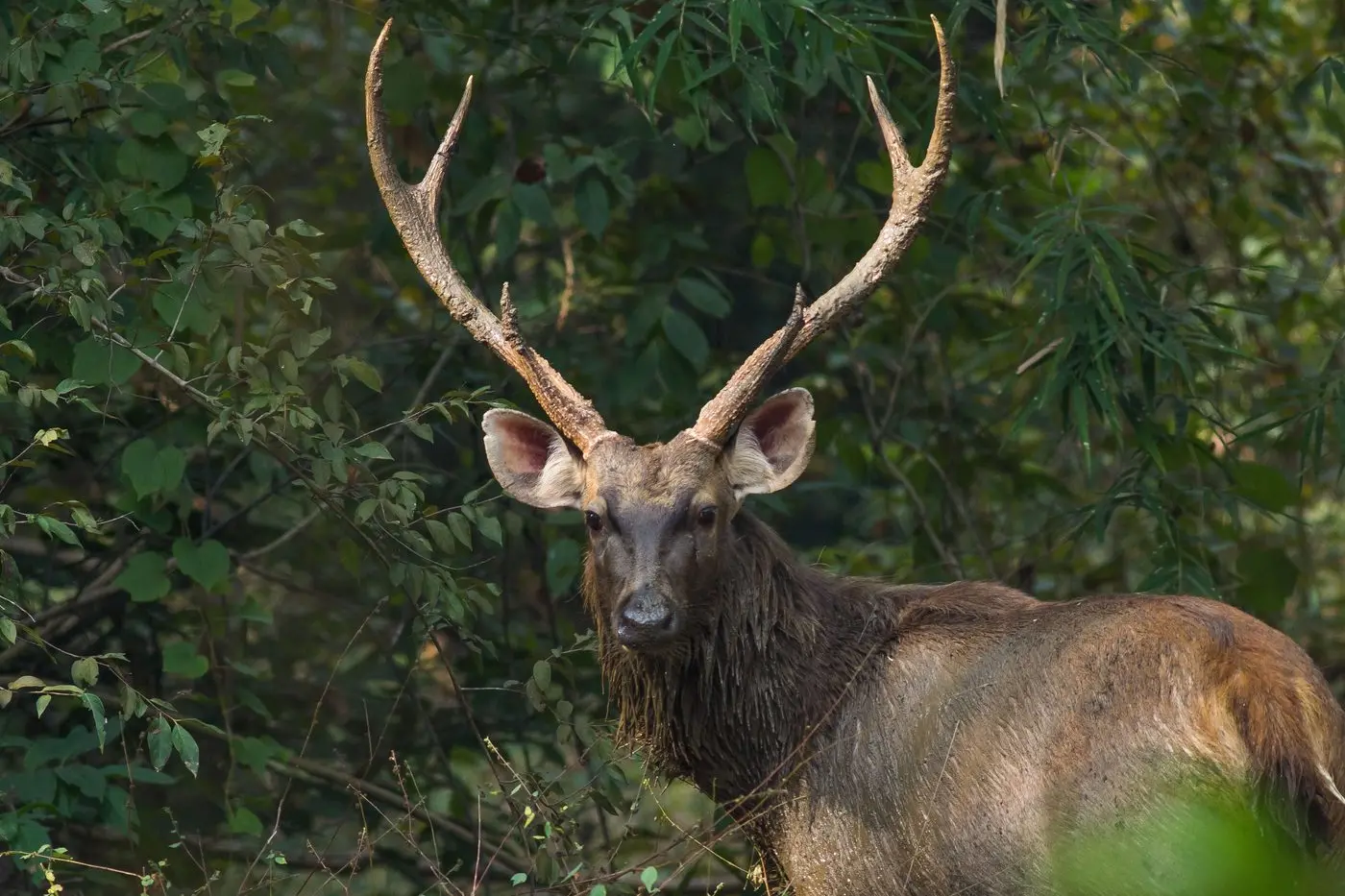 KING OF THE FOREST: Sambar deer are prodigious in bushland and forests in the Alpine Shire and are the main species targeted by deer hunters.