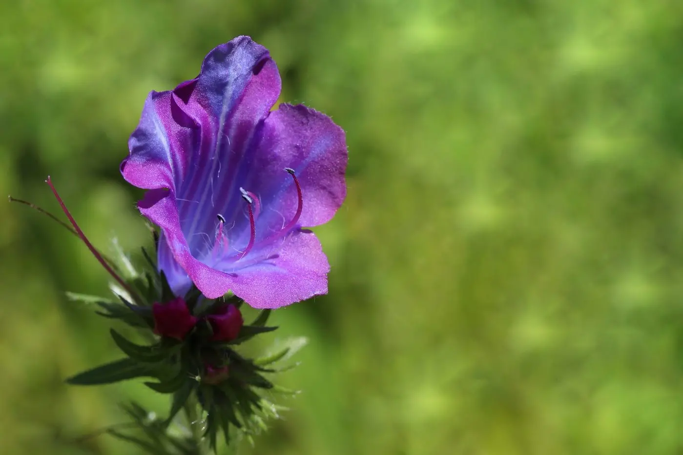 PURPLE WEED: Paterson\\'s Curse represents a significant threat to farmland and private land across the Mansfield District. 