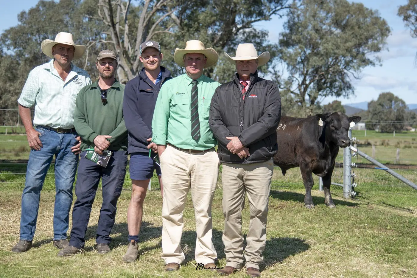 “The best set of bulls I’ve put up” – Riddellvue Angus happy with ...