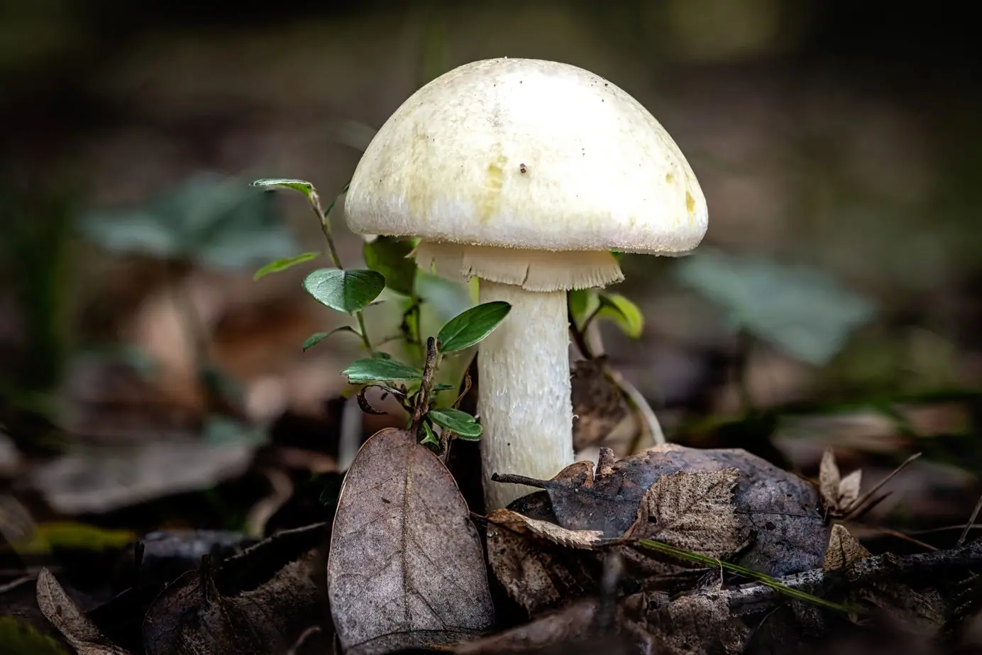 BEWARE: The death cap mushroom.