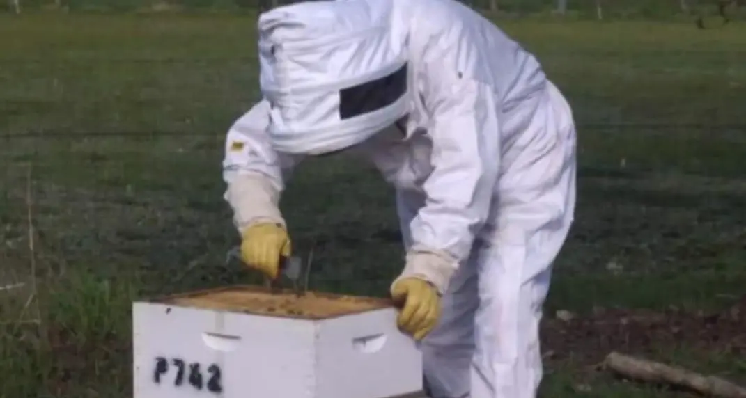 Preparation the key for possible Varroa in local hives