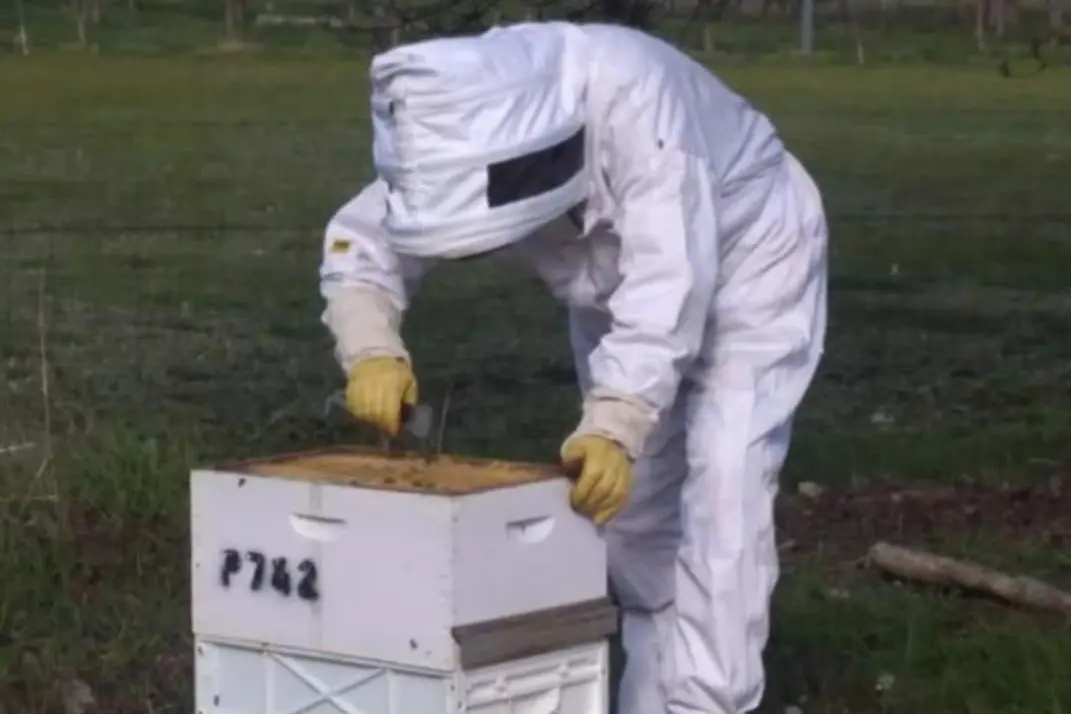 INSPECTION: Mansfield beekeeper Keith Padbury doing a regular check of his hives for Varroa mite. PHOTO: Supplied