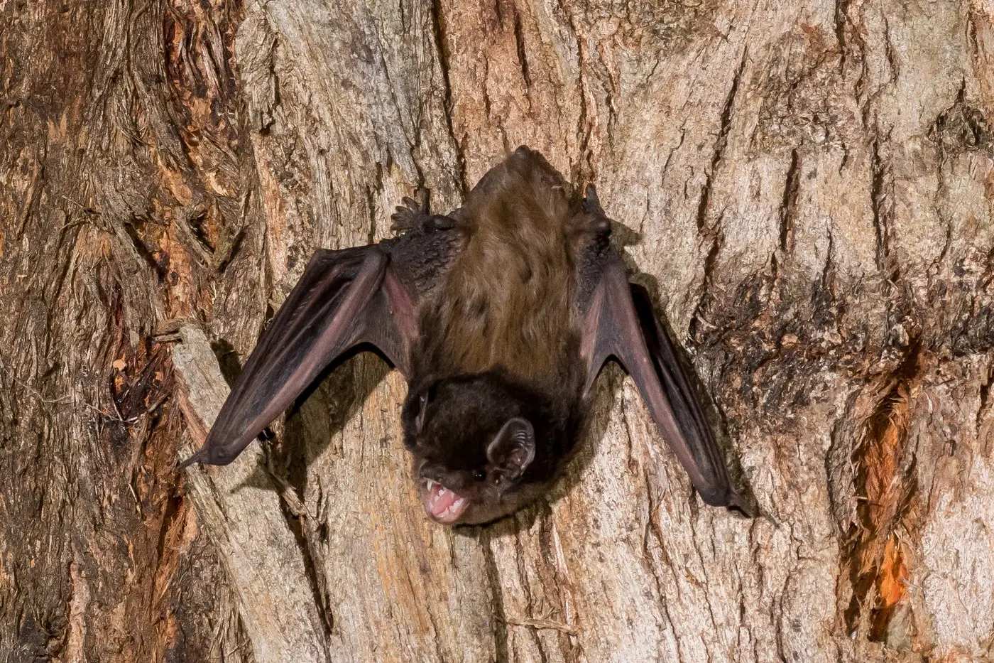 LOCAL SPECIES: Goulds Long-eared Bat PHOTO: William Terry.