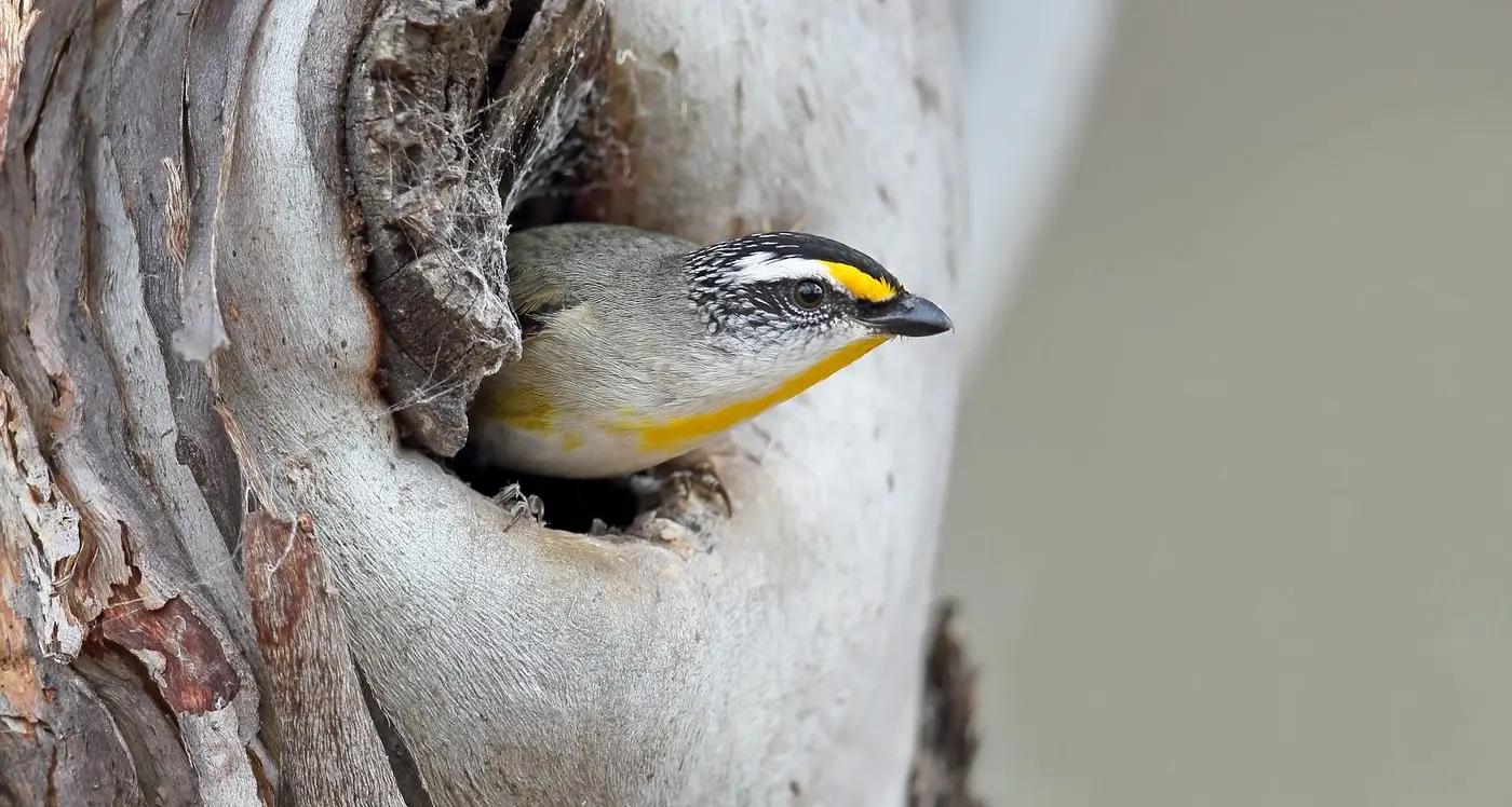Striated Pardalote – the treetop specialist