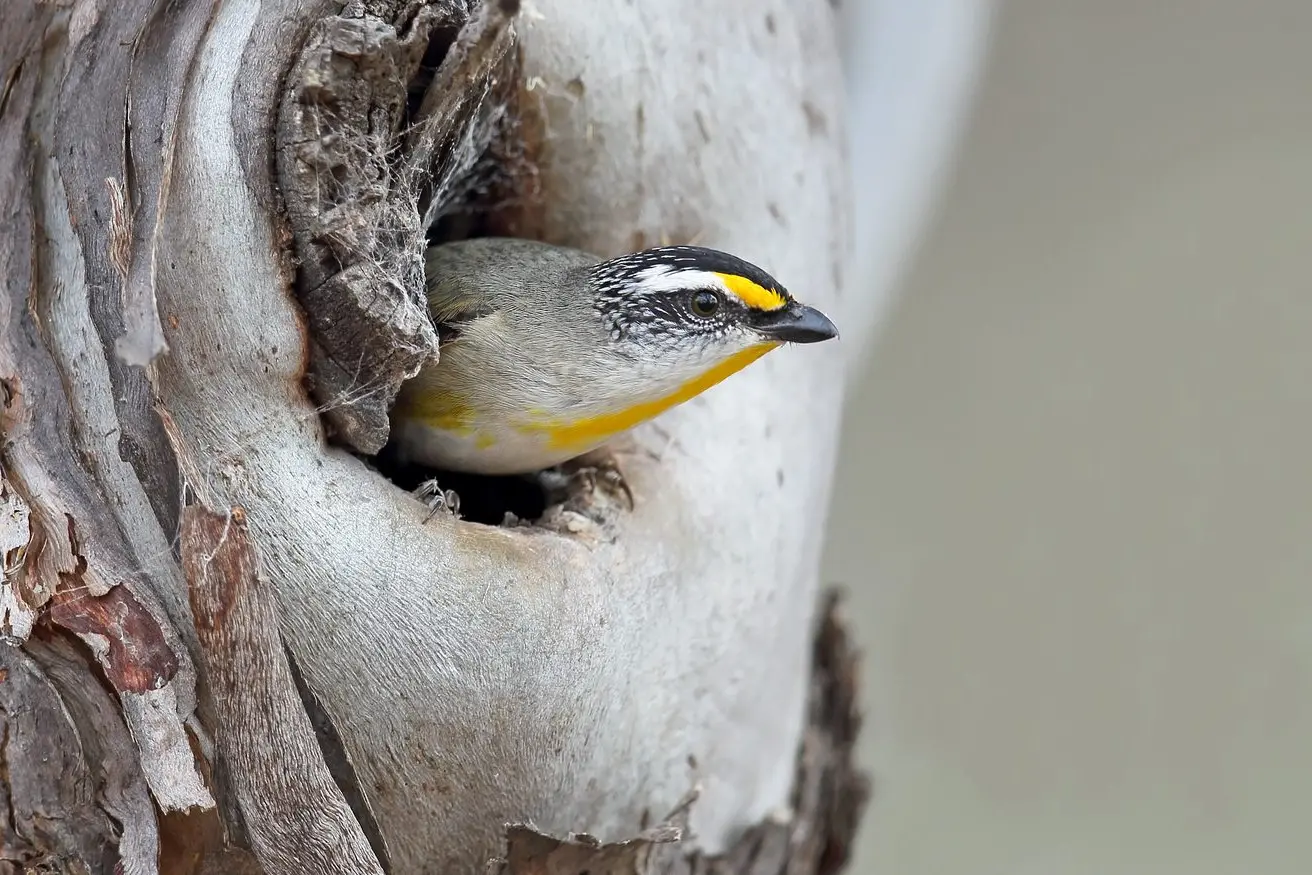 PEEK-A-BOO PARDOLATE: A Striated Pardalote peering from its nest in a River Red Gum tree-hollow.\\nPHOTO: Chris Tzaros (Birds Bush and Beyond)