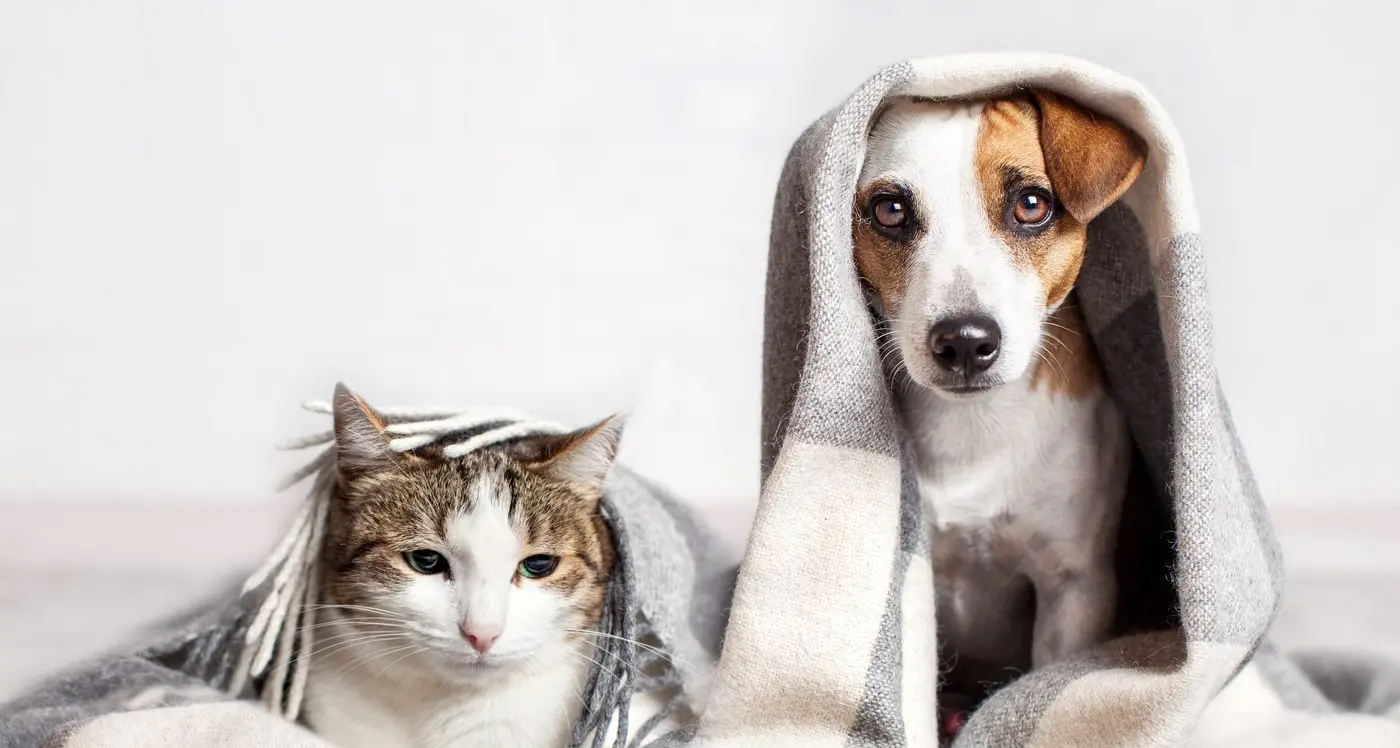 Have your say on council’s draft Domestic Animal Management Plan