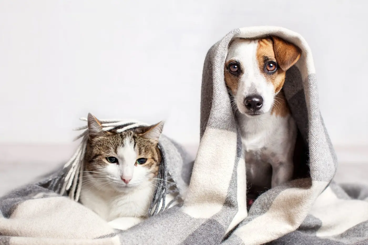 COMMUNITY INPUT: Have your say on council\\u2019s draft Domestic Animal Management Plan 2025-2029 (DAMP) before the survey closes on Friday, 24 October.