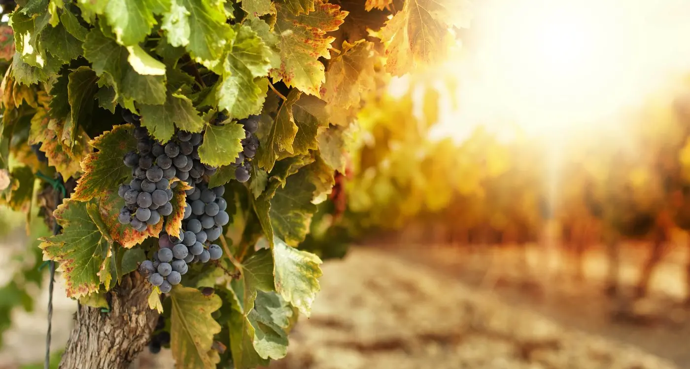 New twilight run to shine in Milawa vineyards